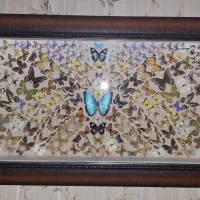 تابلو کلکسیونی