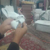 شهرستانی‌کفتر|پرنده|قم, شهرک امام حسین|دیوار