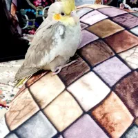 عروس هلندی
