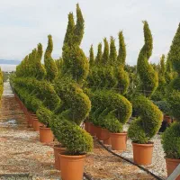 امور باغبانی کشاورزی هرس چال کود