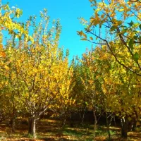 باغ در ایوند