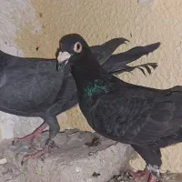 کبوتر|پرنده|خاش, |دیوار