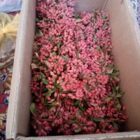 زعفران نگین  قائنات|خوردنی و آشامیدنی|قم, گلزار|دیوار