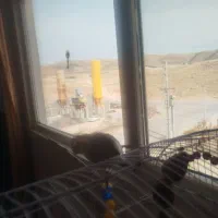 عروس هلندی نر سخنگو|پرنده|صدرا-فارس, فاز ۱|دیوار