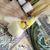 عروس هلندی لوتینو