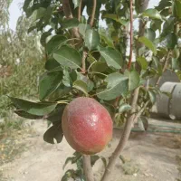 باغ در سعیداباد