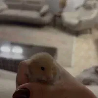 فروش همستر