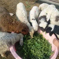 بره‌.میش.بز.بیگ