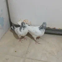 کفتر