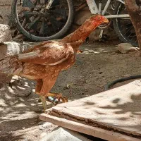 فروش مرغ لاری
