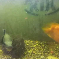 آکواریوم با ماهی و وسایل|ماهی|زنجان, |دیوار