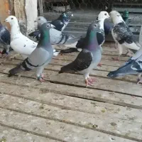 پلاکی|پرنده|اهواز, بهارستان|دیوار
