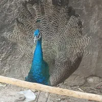 پرنده زینتی