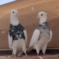 دوجفت طوقی سرور