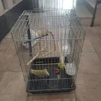 سلام قفسه عروس هلندی درحد نو ۴ماه استفاده شده