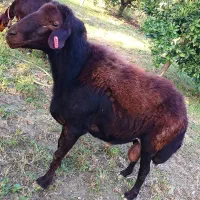 ذبح/گاو گوسفند گوساله/ سلاخ سلاخی/ قصاب قصابی