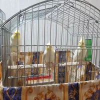 عروس پاریس