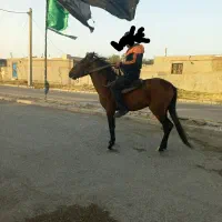 نریان چهار سال