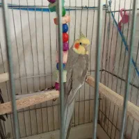 عروس هلندی|پرنده|خرمشهر, |دیوار