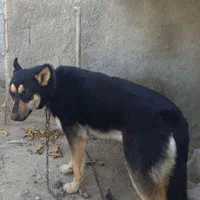 ماده ۳ ساله دوبرمن .توافقی.|سگ|اصفهان, بهارستان|دیوار