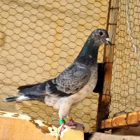 قره کرمونی .بزک|پرنده|کاشان, شهرک صنعتی امیرکبیر ۲|دیوار