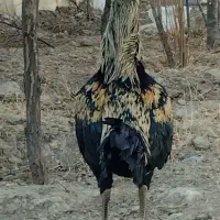 لاری خروس اوشامو|حیوانات مزرعه|ماهدشت, |دیوار