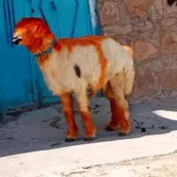 شیشک نر کری سناتوری داشتی گله داری
