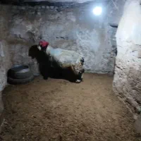 کوهه کاوه بذری  درجه یک کامفیروز|حیوانات مزرعه|شیراز, دانشگاه شیراز|دیوار