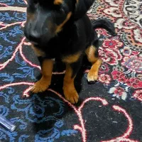 توله روتوایلر ۳ ماهه