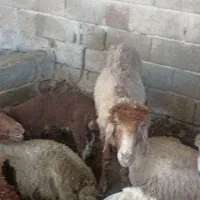 گوسفند دوقلو