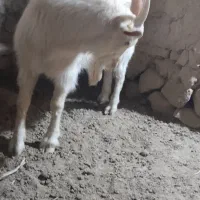 نربزسانن نژاددار|حیوانات مزرعه|درمیان, |دیوار