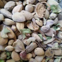 پوست بادام فروشی