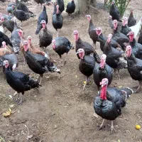 بوقلمون‌‌‌محلی‌|حیوانات مزرعه|لنگرود, |دیوار