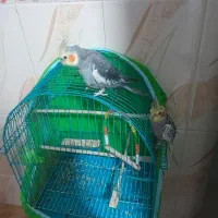 پرنده ی عروس نر و ماده هر دوکاملا سالم وسرحال