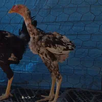جوجه خروس لاری