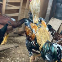 واگذاری جوجه لاری