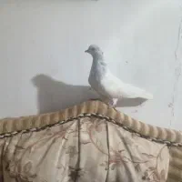 کله ای|پرنده|بم, |دیوار