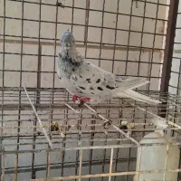 کوهی دم سفید|پرنده|اهواز, کارون|دیوار