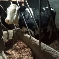 فروش‌گاو‌شیری