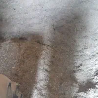 علوفه یا گیاه دام|لوازم جانبی حیوانات|کرفتو, |دیوار