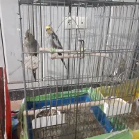 سه عدد طوطی عروس هلندی