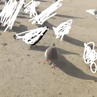 کفتر کبوتر سینه مشکی ماده