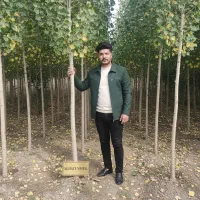 تحویل فوری نهال صنوبر + ضمانت کامل + ۱۵٪ تخفیف