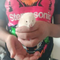 همستر زیبا|موش و خرگوش|صدرا-فارس, فاز ۱|دیوار