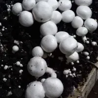 استخدام خانم و آقا