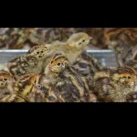 ۵۰تاجوجه بلدرچین ۵روزه و ۱۰تا جوجه اردک محلی ۴روز