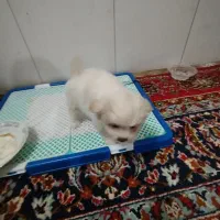 پاکوتاه مینیاتوری|سگ|بناب, |دیوار