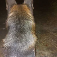 سگ ژرمن شپرد شوالین