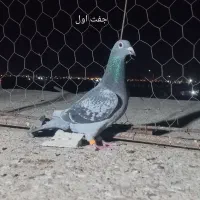 سه جفت کبوتر مسافتی