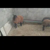 سه راس همو|حیوانات مزرعه|قوچان, |دیوار